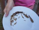 grillfest-024